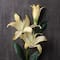 Casablanca Lily Stem by Ashland®